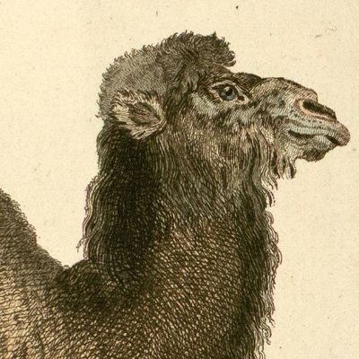 Le chameau, planche coloriée de la collection des animaux quadrupèdes de Buffon
