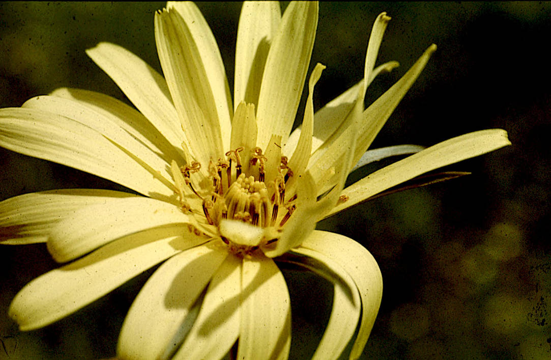  Tragopogon pratense : inflorescence (détail)