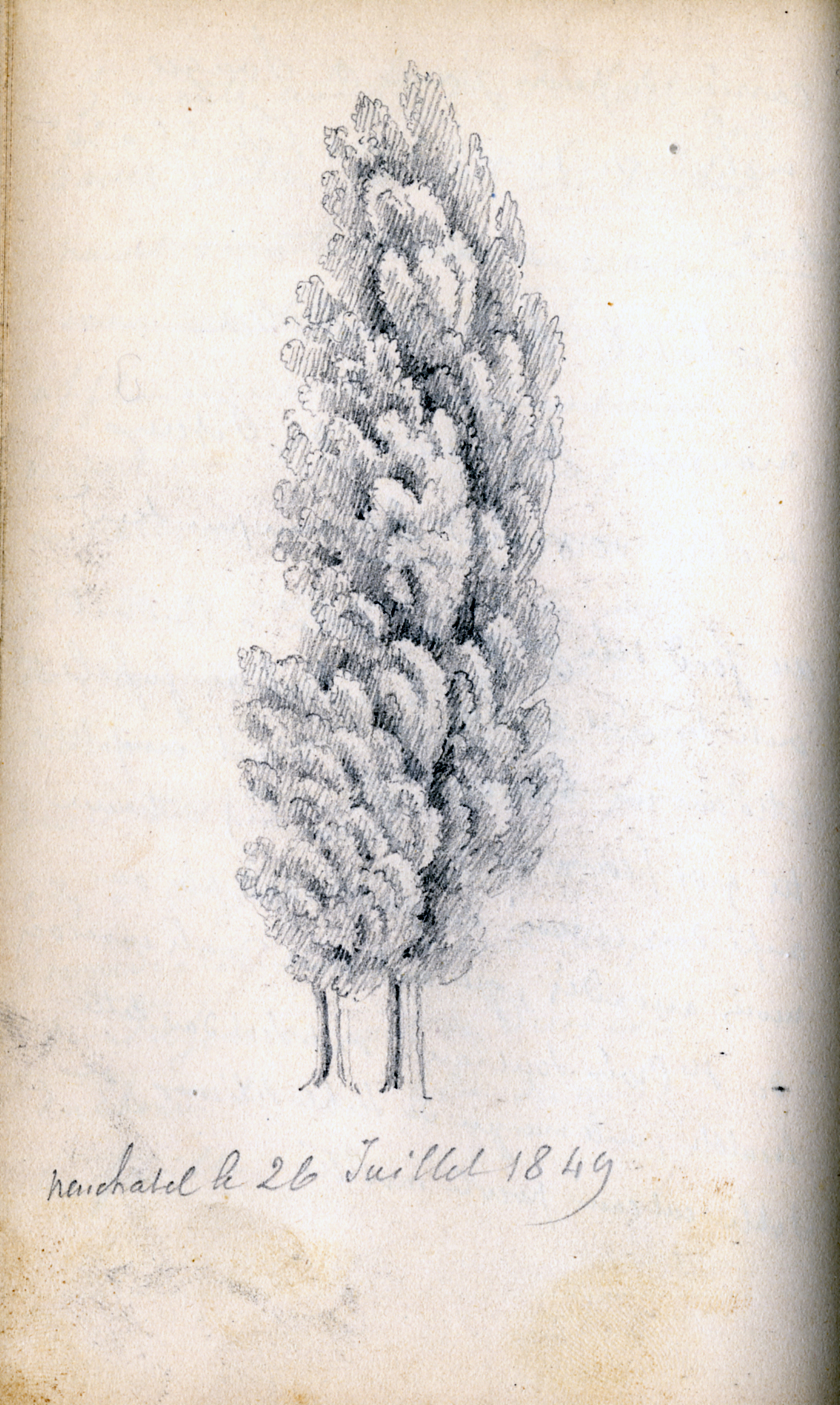 Dessin, arbre à Neuchâtel