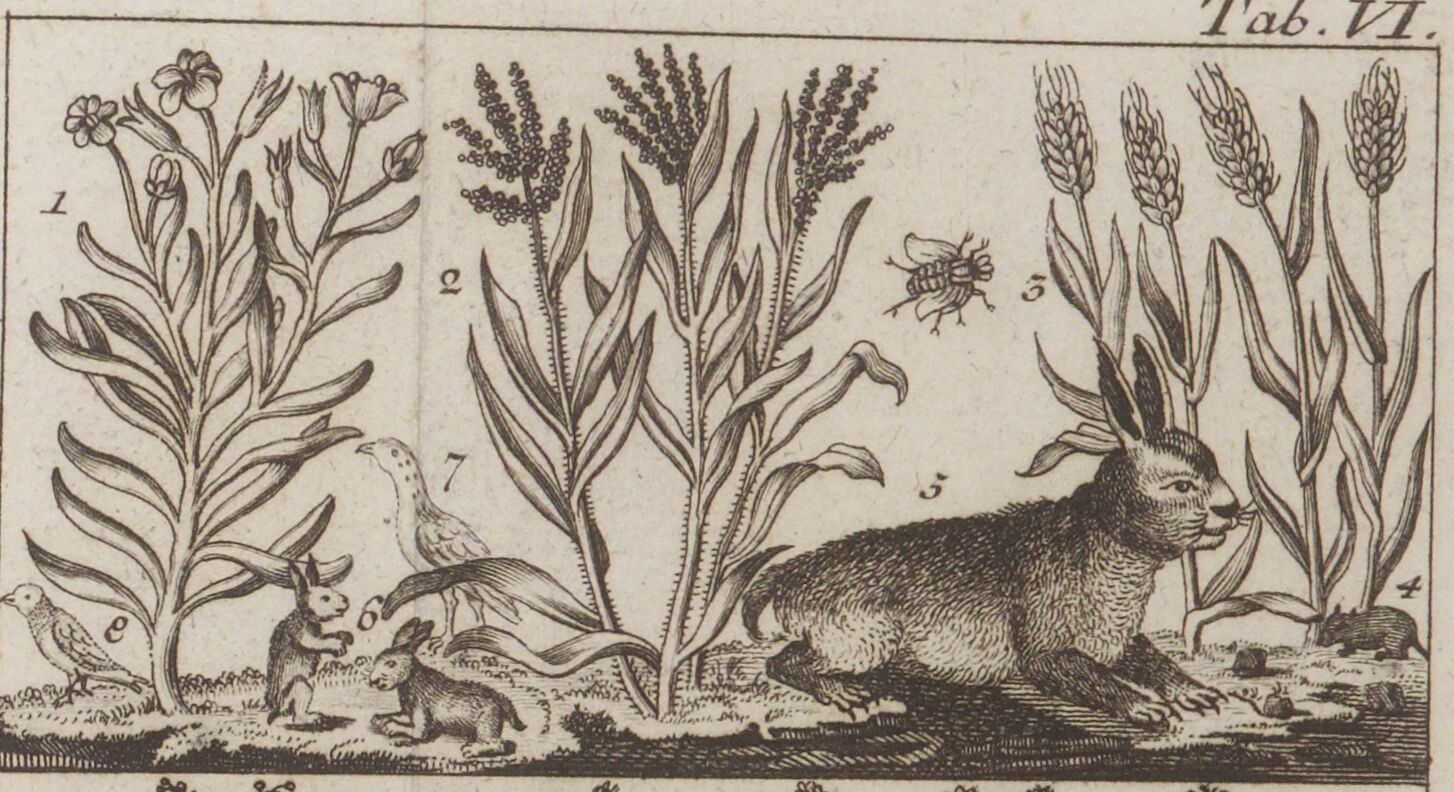 Gravure de l'Abrege d'Histoire naturelle avec un lapin