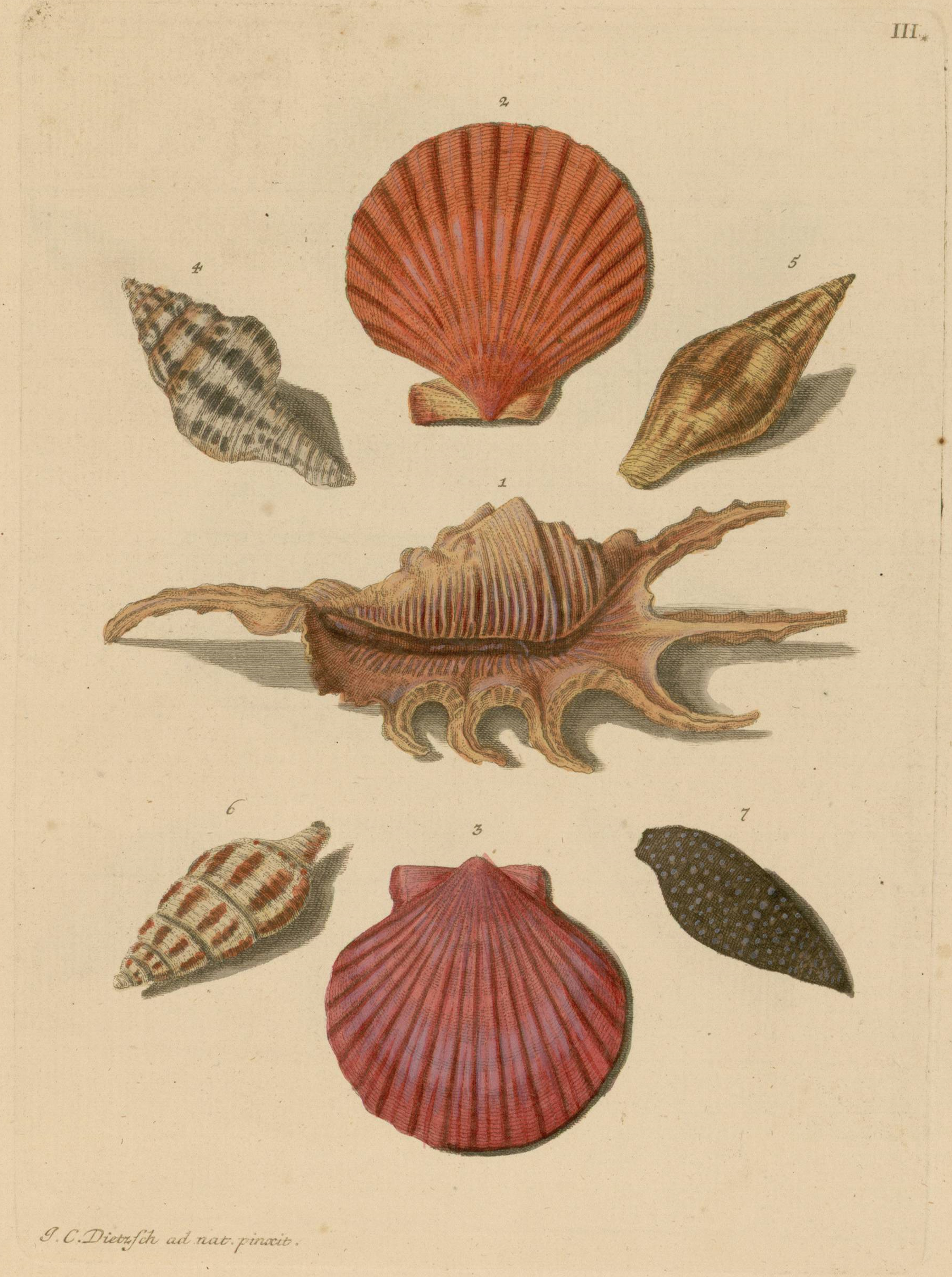 Planche gravée et coloriée de l'ouvrage de Knorr