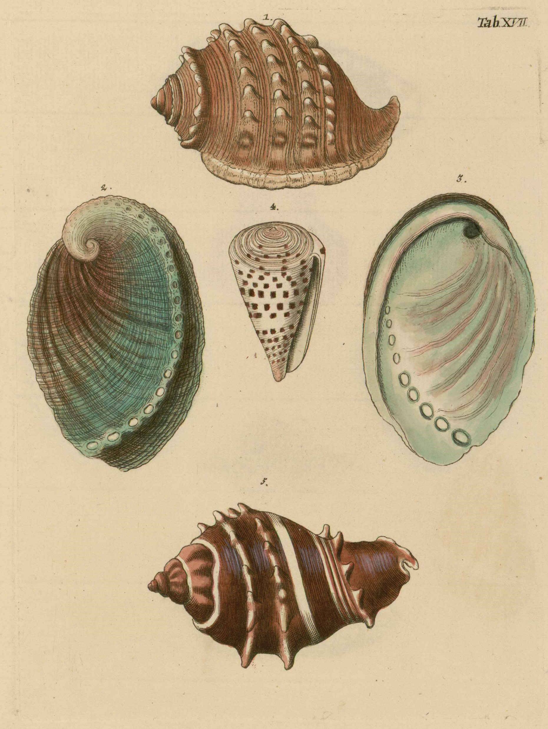 Planche gravée et coloriée de l'ouvrage de Knorr