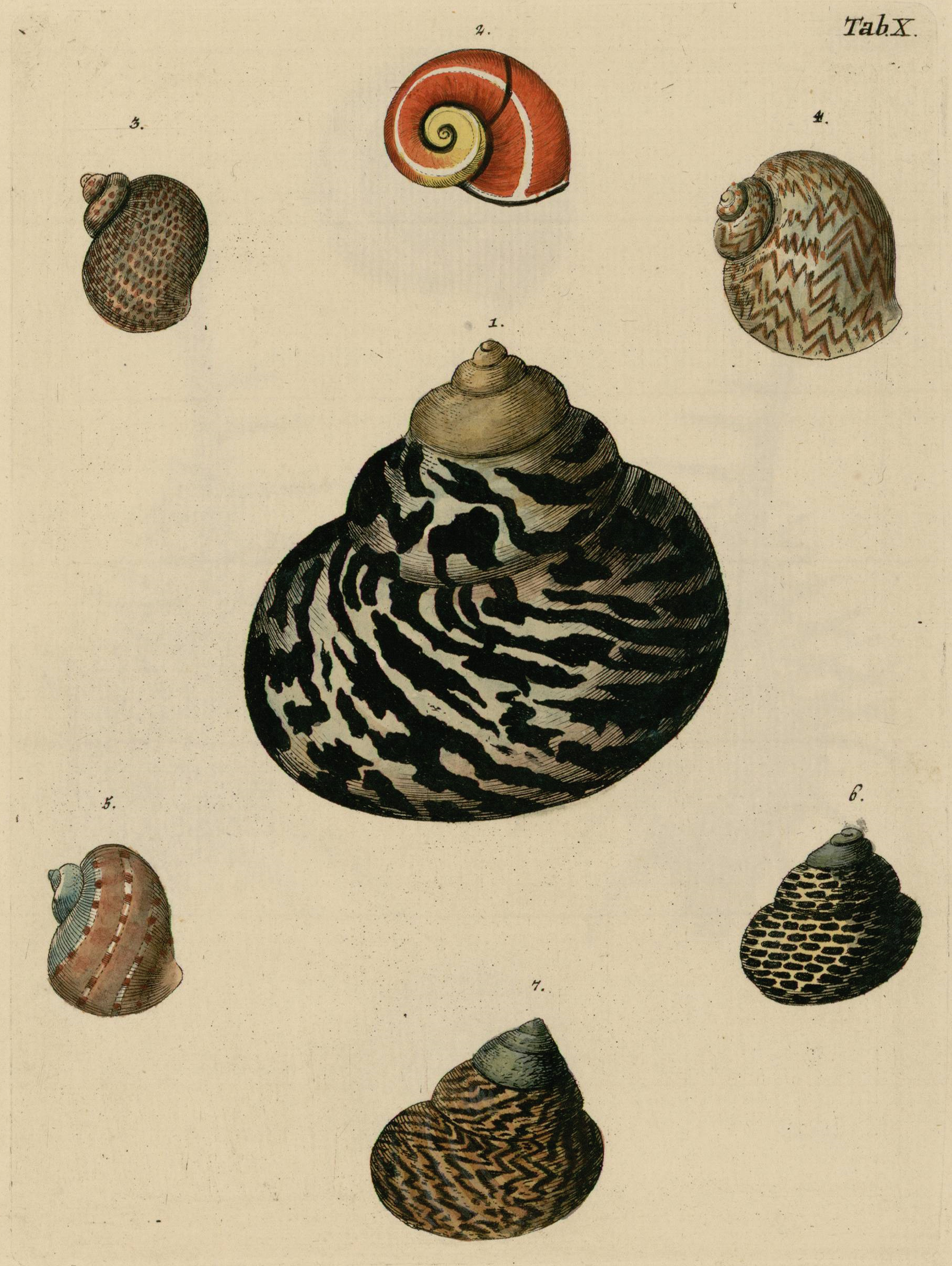 Planche gravée et coloriée de l'ouvrage de Knorr