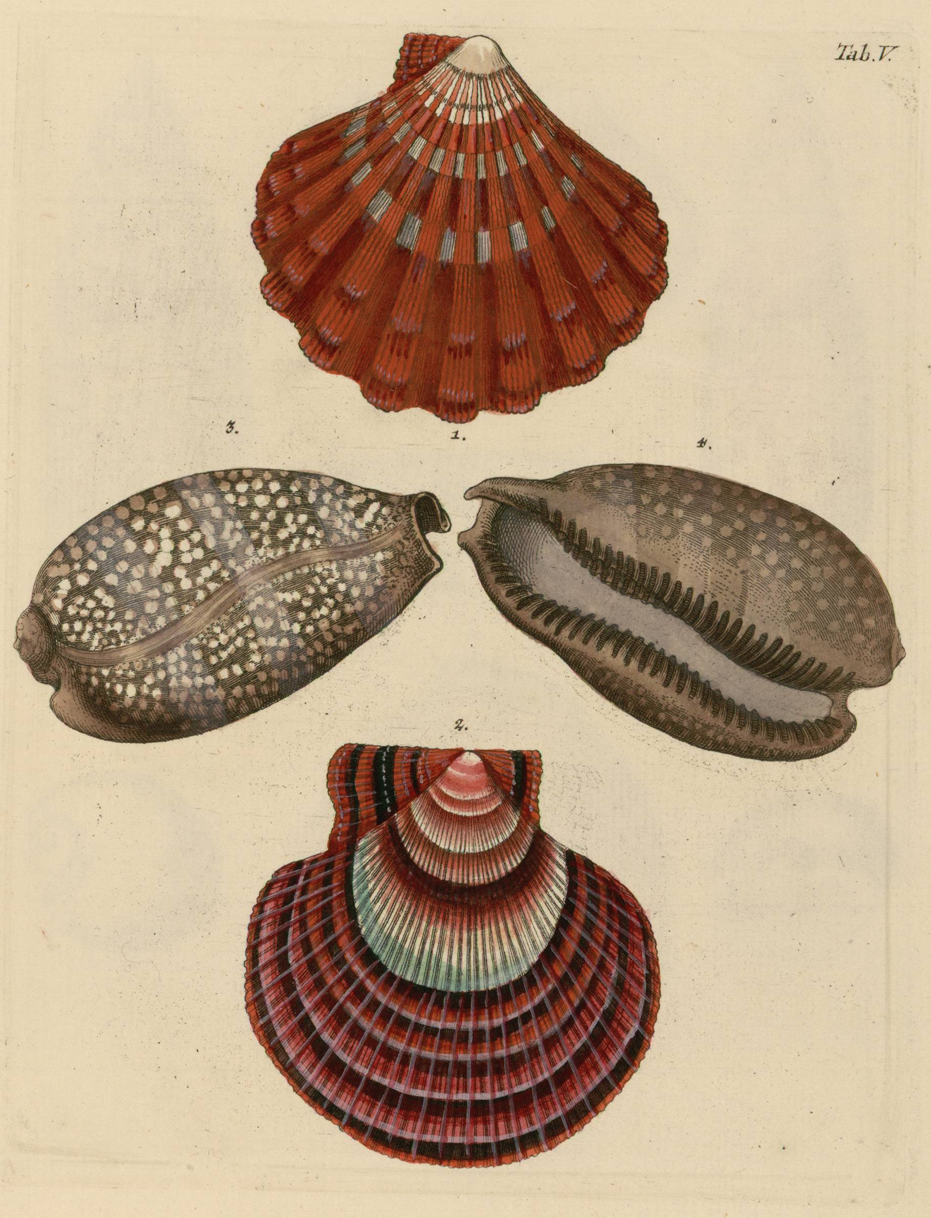 Planche gravée et coloriée de l'ouvrage de Knorr