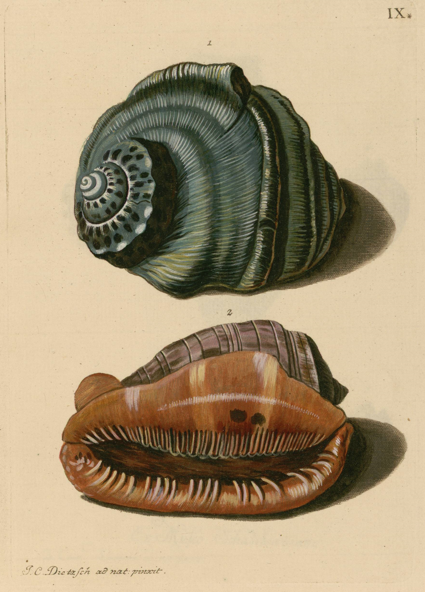 Planche gravée et coloriée de l'ouvrage de Knorr