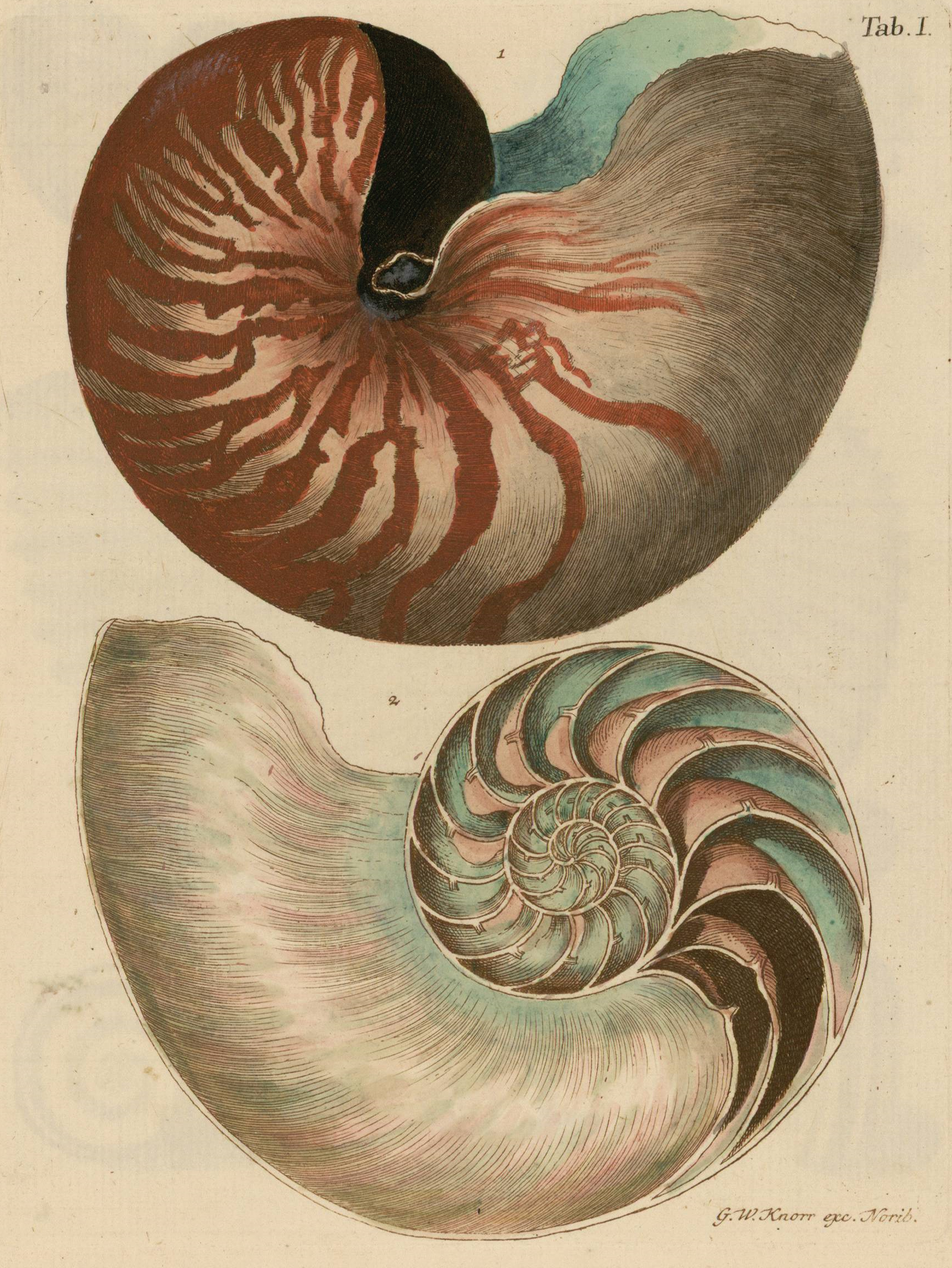 Planche gravée et coloriée du Nautilus Major
